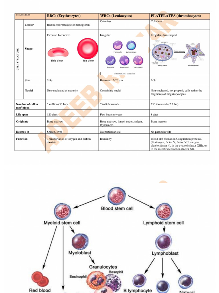 Blood Chart Merged | PDF