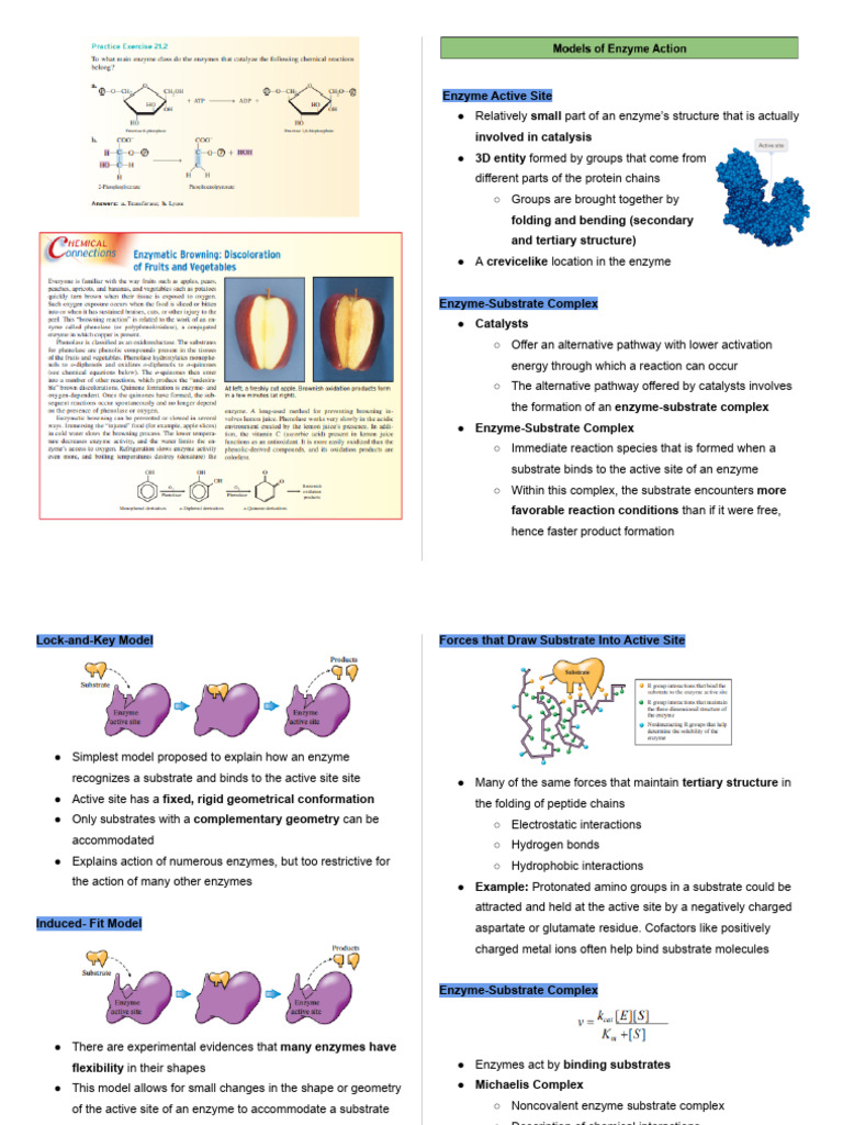 Enzyme Models Biochem Lecture | PDF | Active Site | Enzyme