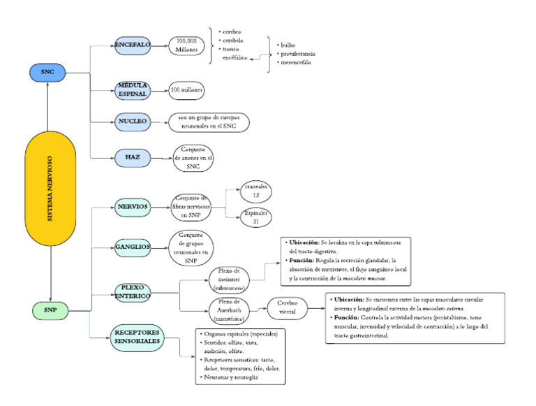 Mapa SNC y SNP | PDF | Neuroanatomía | Anatomía humana