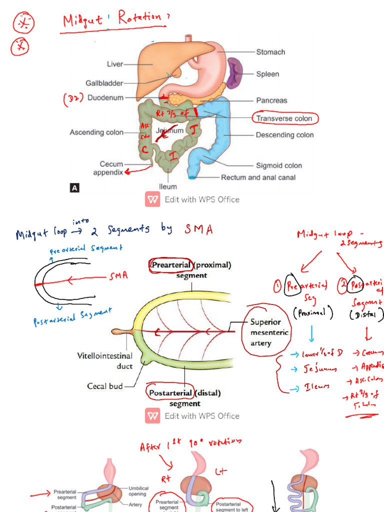 Midgut Rotation | PDF