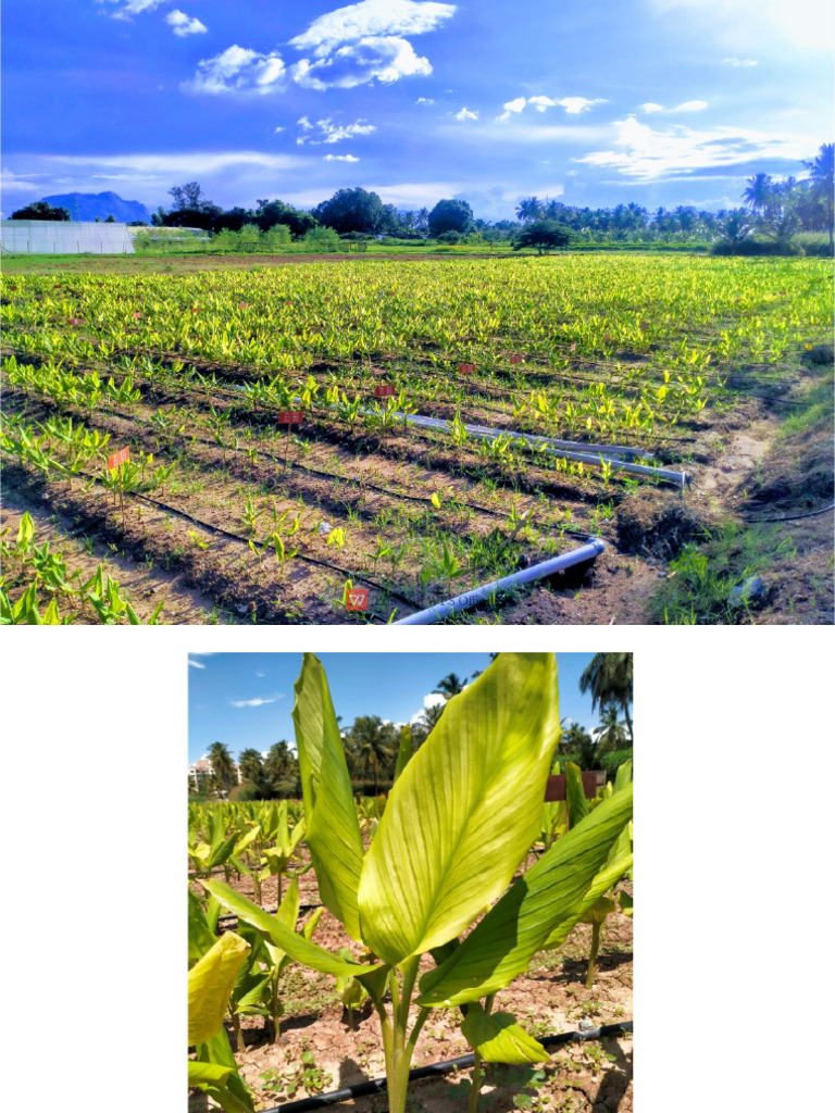 Breeding Turmeric 1 | PDF | Turmeric | Flowers