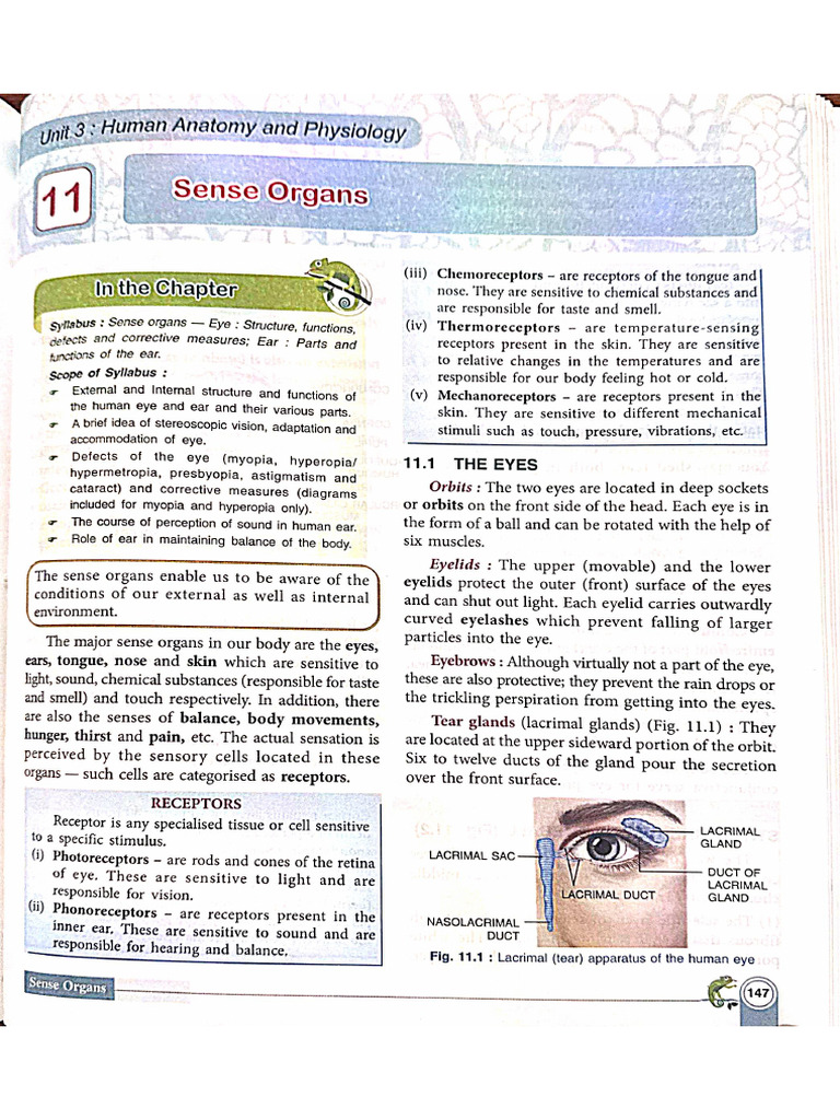Sense Organs TB | PDF