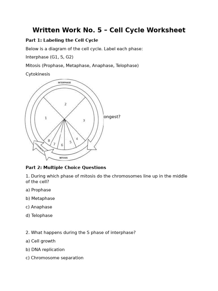 Written Work No 5 Cell Cycle Worksheet | PDF