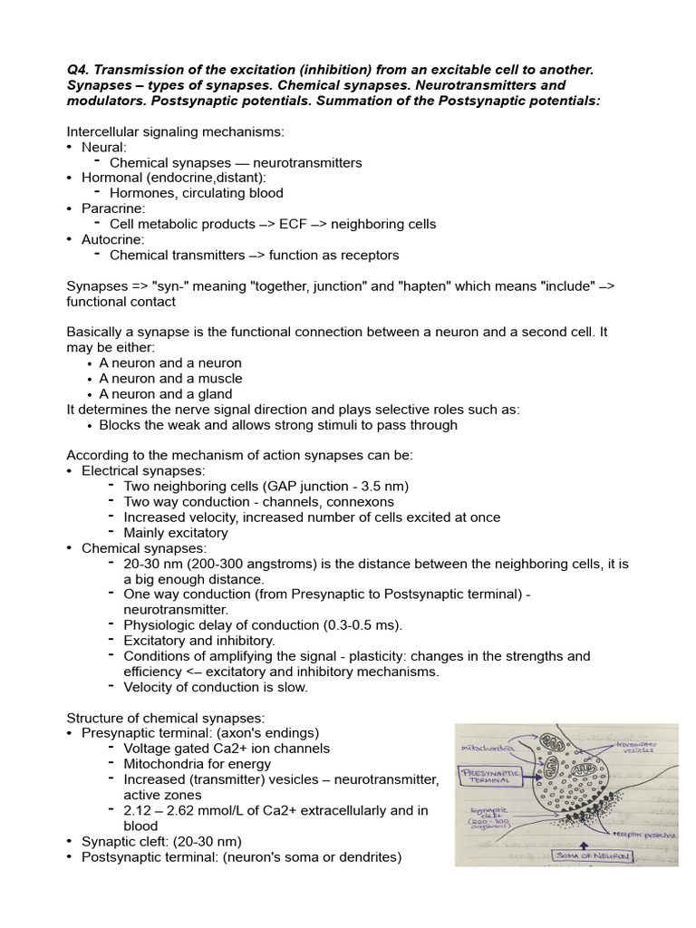 Physio Q4 Types of Synapses | PDF | Chemical Synapse | Inhibitory ...