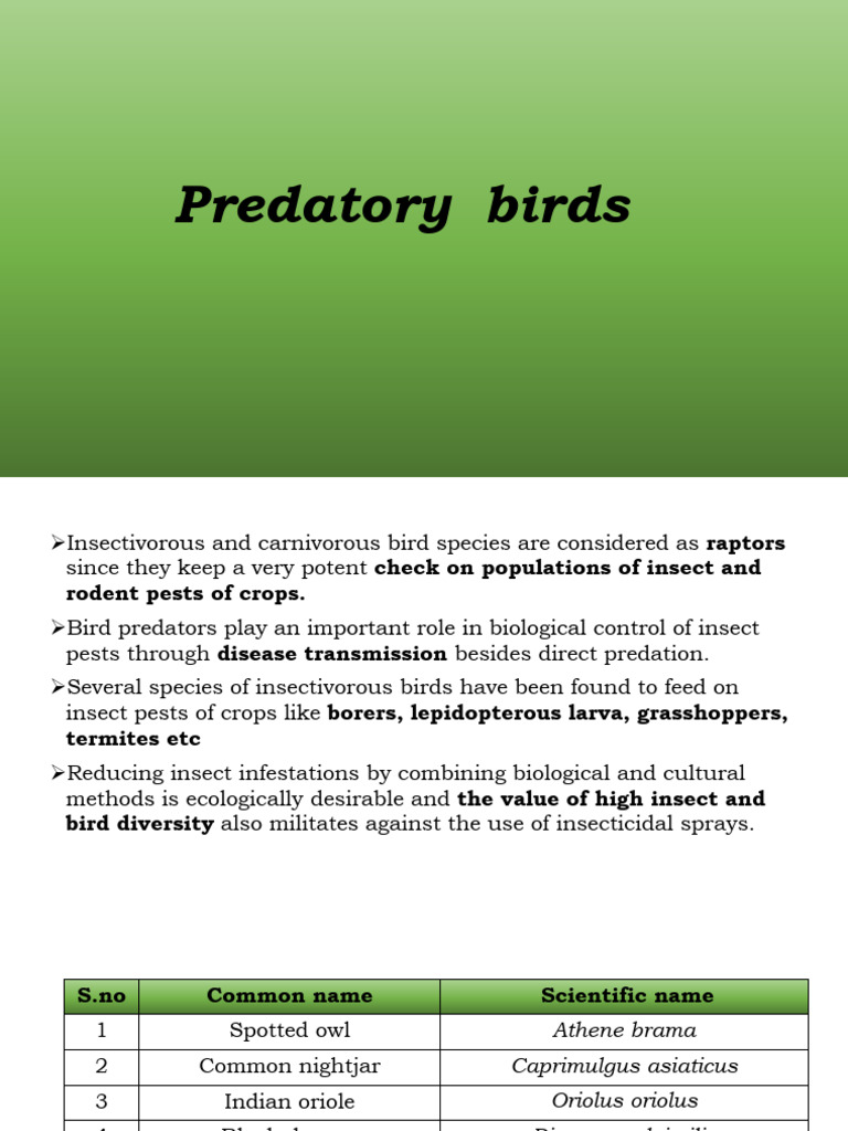 Predatory Birds | PDF
