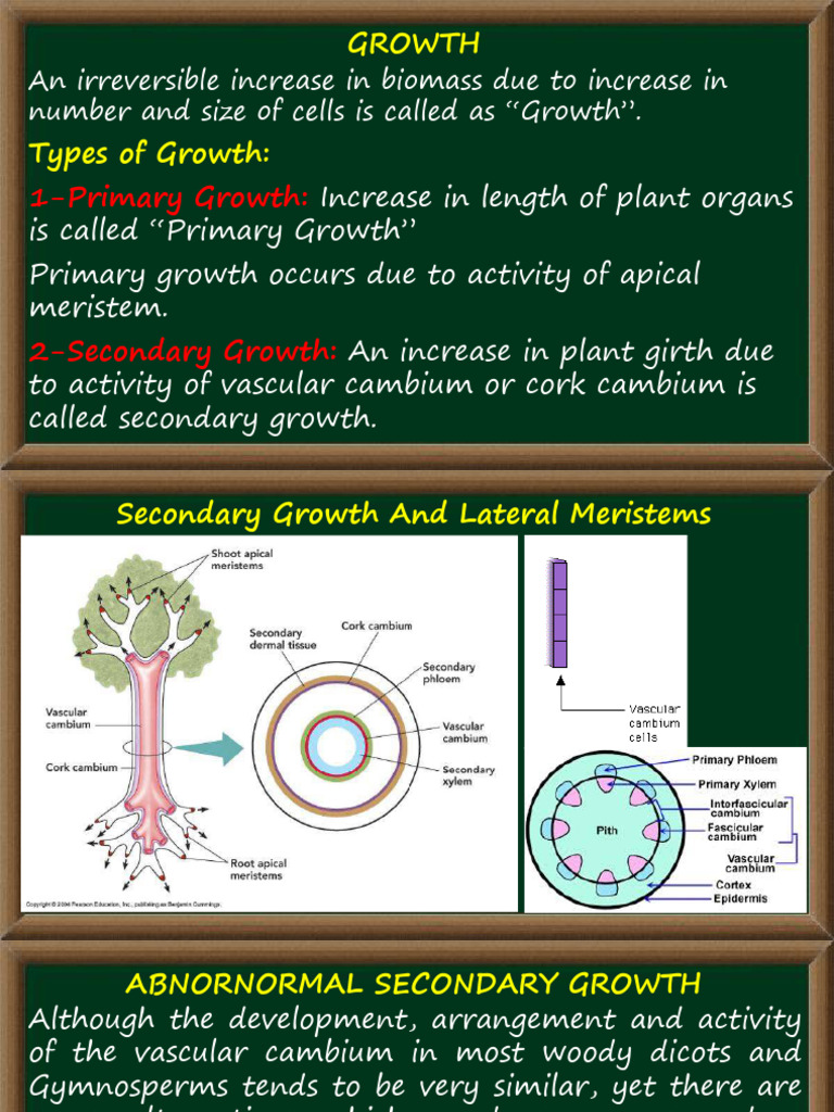 Abnormal Secondary Growth | PDF | Plant Stem | Botany