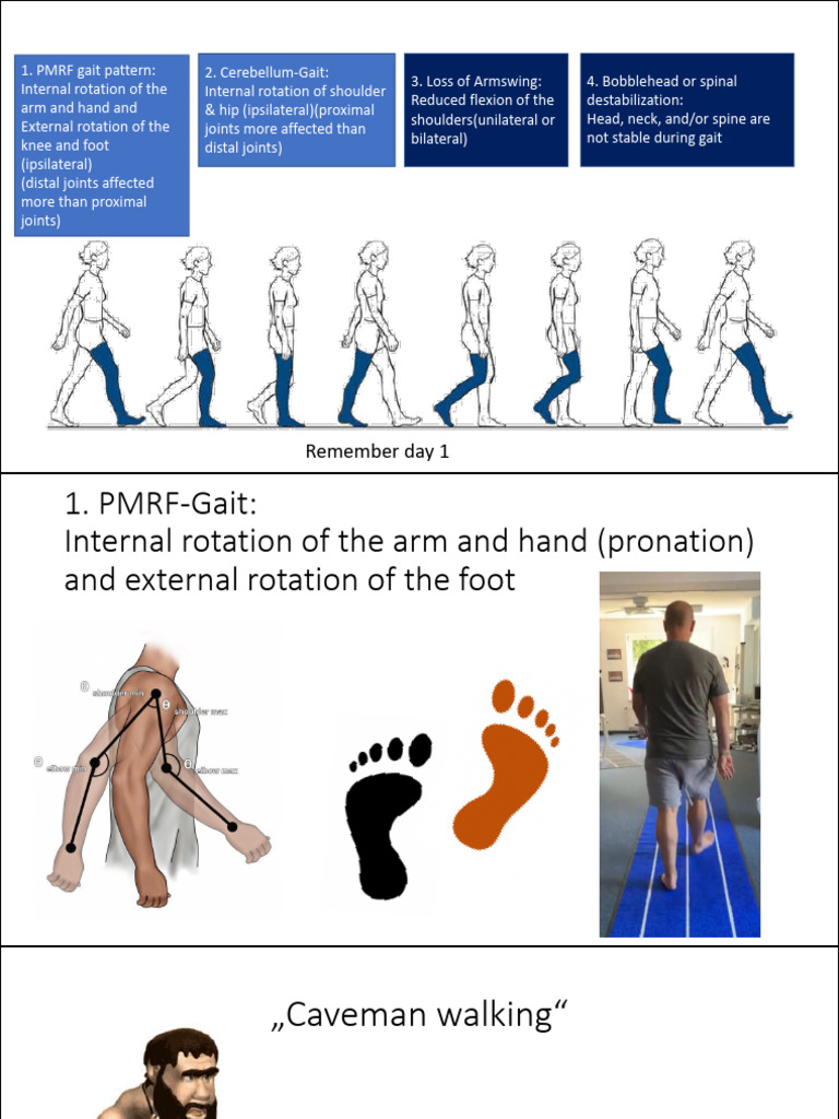 10. Gait and Frontal Lobe | PDF | Prefrontal Cortex | Anatomical Terms ...