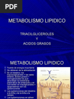metabolismo-lipidico