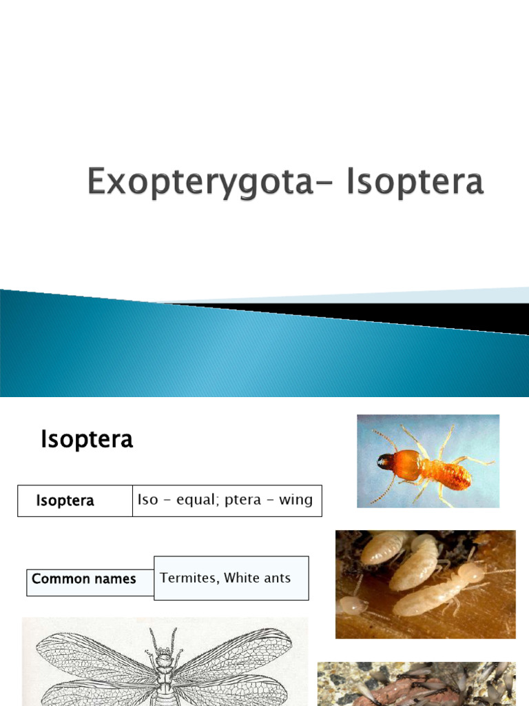 Exopterygota - Isoptera | PDF | Eusociality | Hexapoda