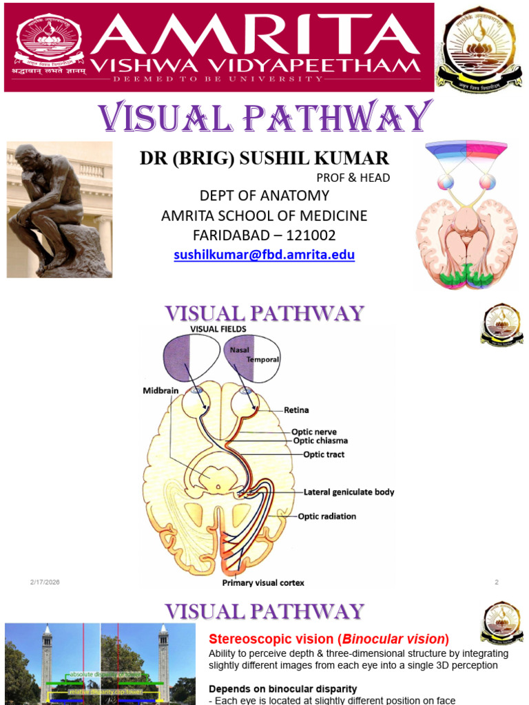 Visual Pathway 2026 | PDF | Visual Cortex | Visual System