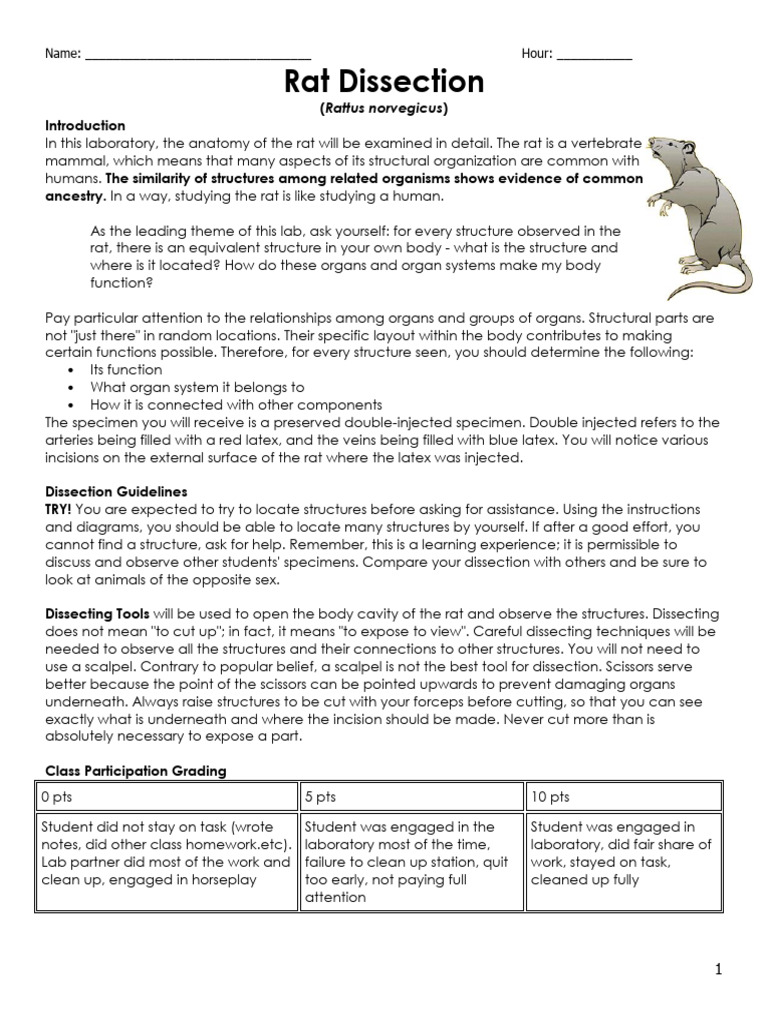 Rat Dissection | PDF