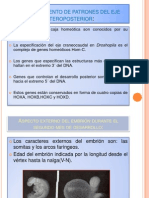 Establecimiento de Patrones Del Eje Anteroposterior