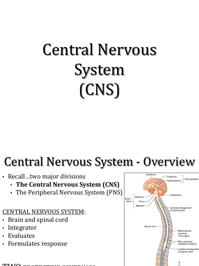Nervous System - Central Nervous System (CNS) | PDF | Spinal Cord ...