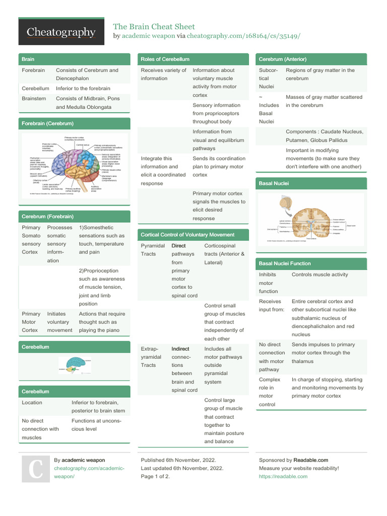 The Brain Structures | PDF | Cerebellum | Thalamus