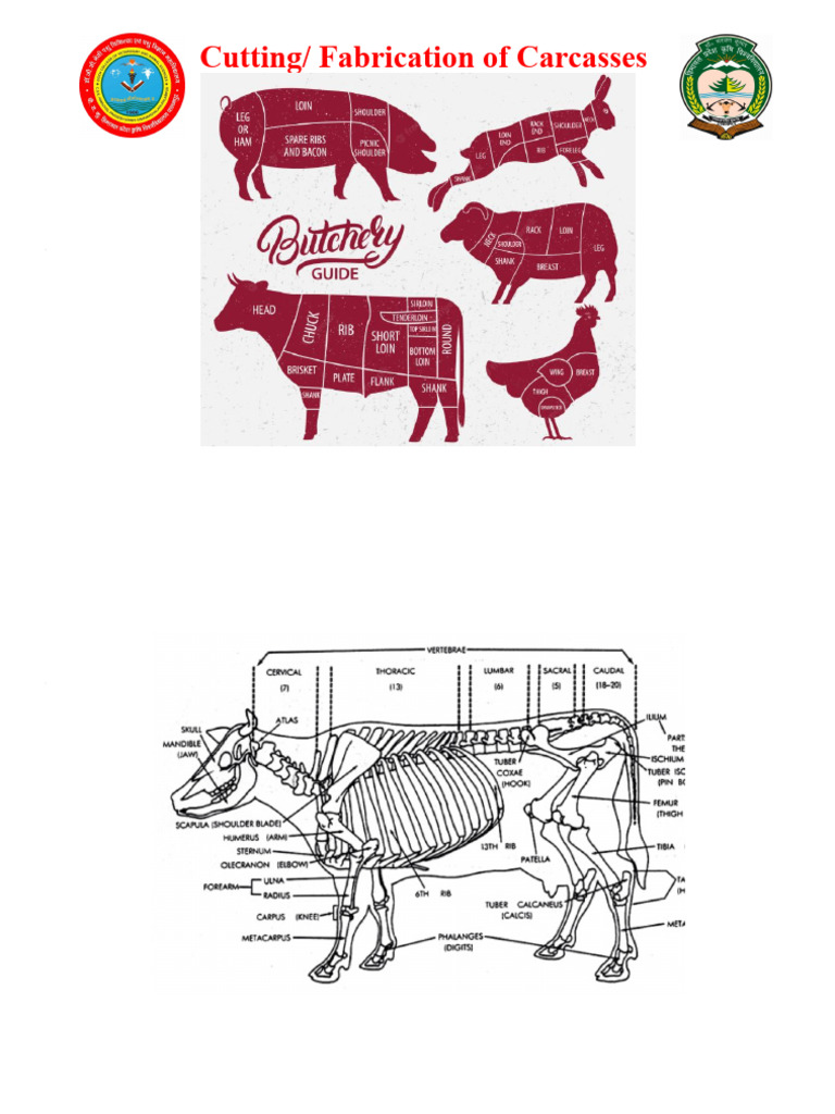 5. Fabrication of Carcass.pptx.PDF | PDF | Vertebra | Musculoskeletal ...