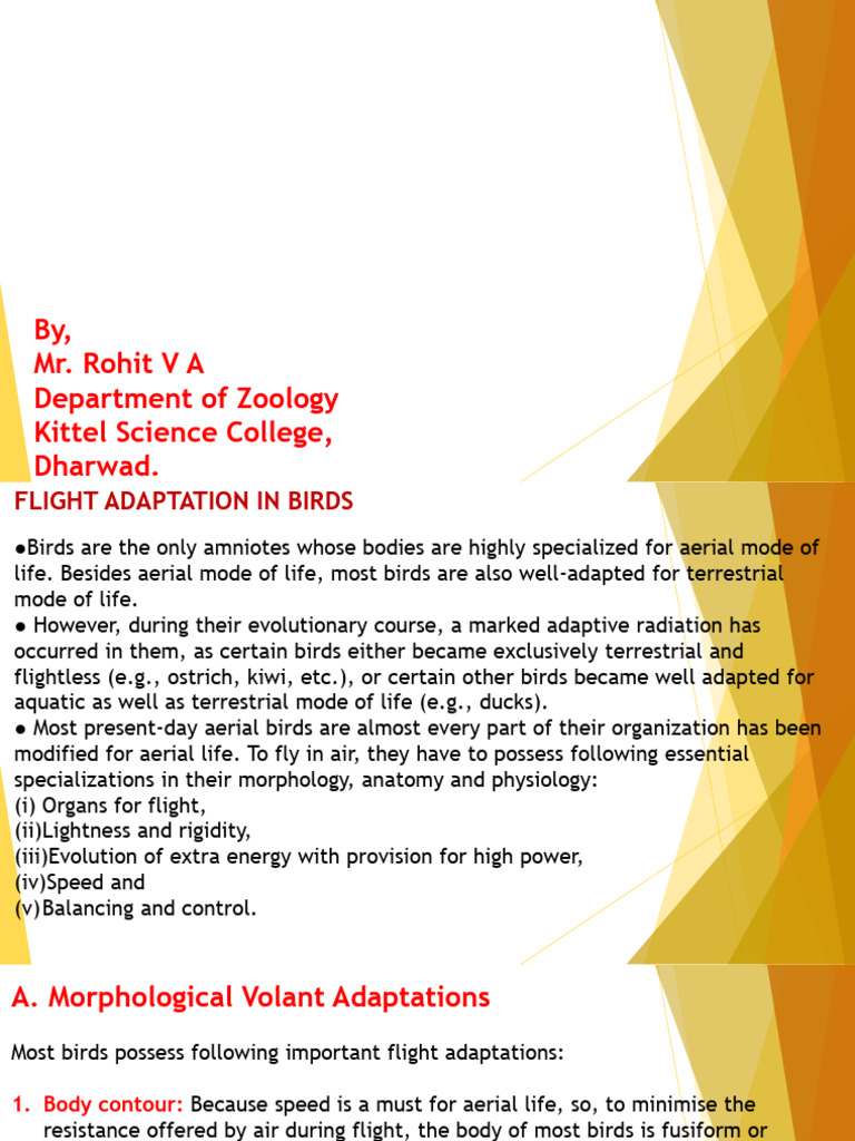 Flight Adaptation and Beak Modification in Birds | PDF | Beak | Birds