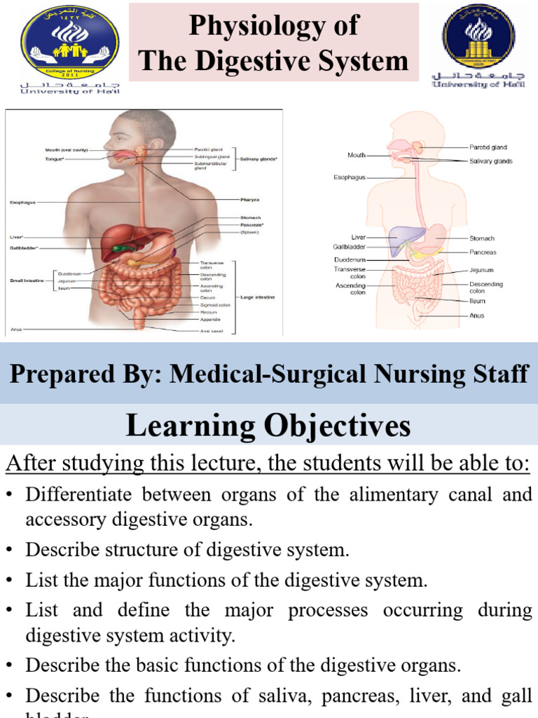 ?11. Updated Digestive System 2 | PDF | Digestion | Human Digestive System