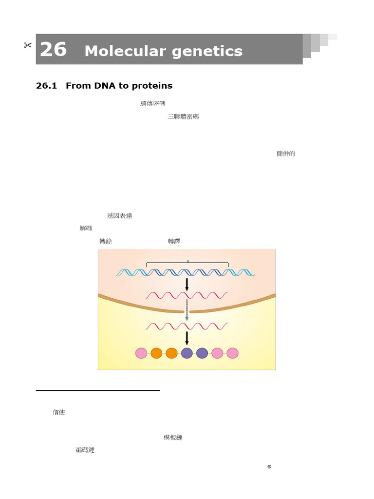 Rev Notes Ch26 e | PDF | Translation (Biology) | Ribosome