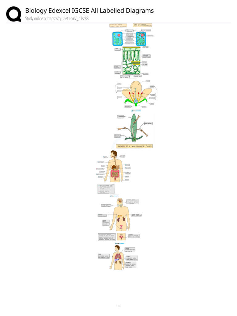 Bio Diagrams | PDF
