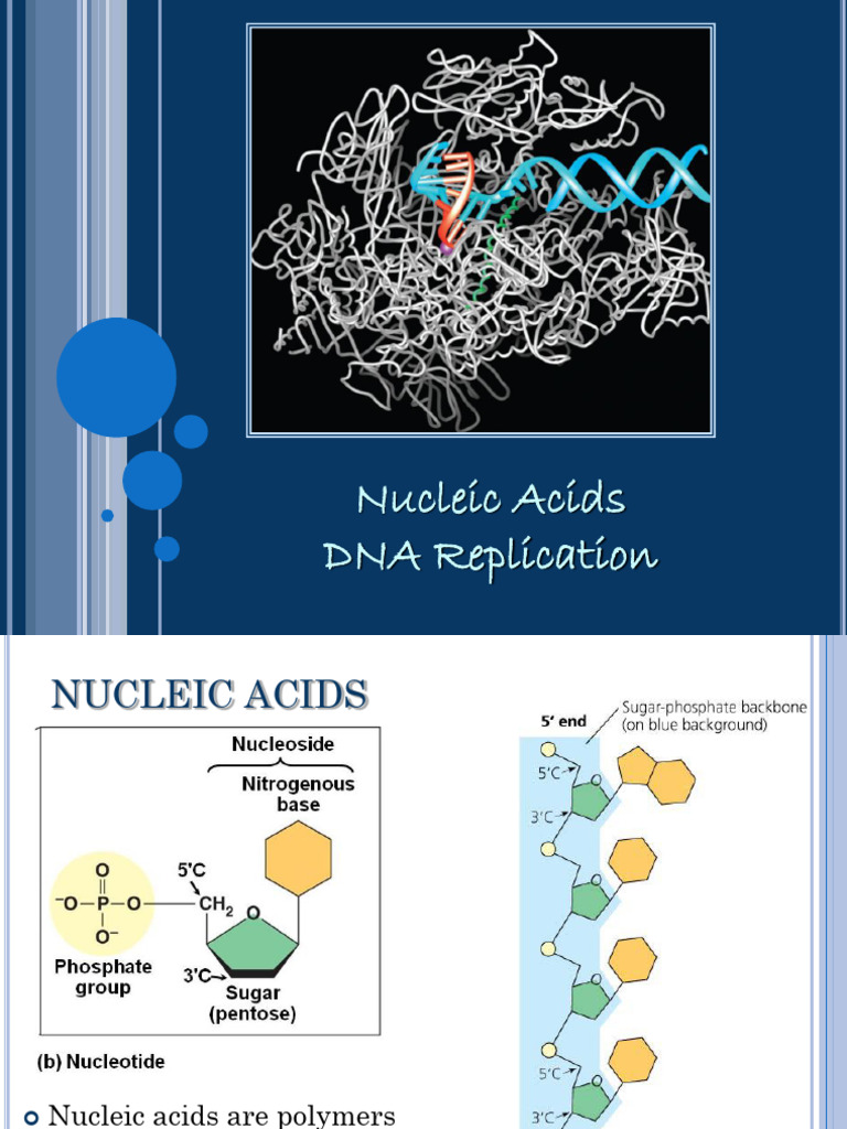 1210 Week 5 Nucleic Acids & DNA Replication | PDF | Dna Replication ...