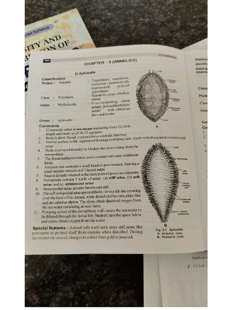 Invertebrates Practical | PDF
