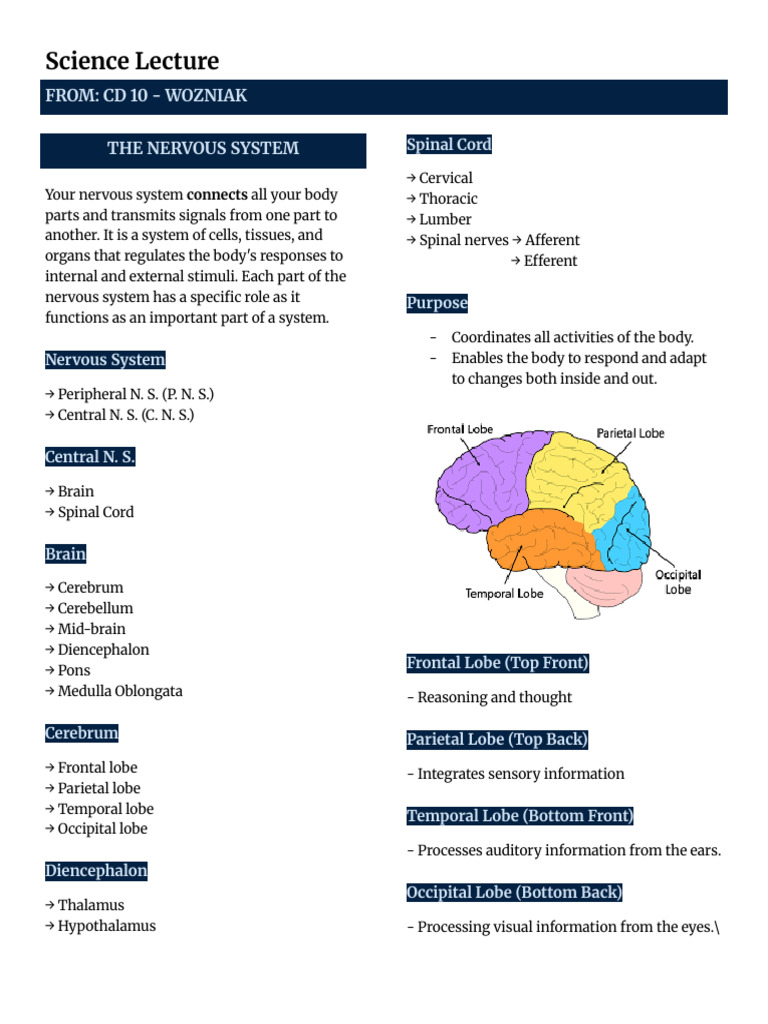 Nervous System Lecture | PDF | Brainstem | Brain