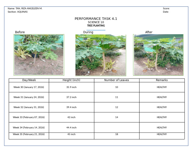Performance Task 4.1 Tree Planting | PDF