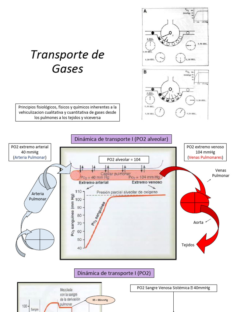 Transporte De Gases | PDF | Vena | Pulmón