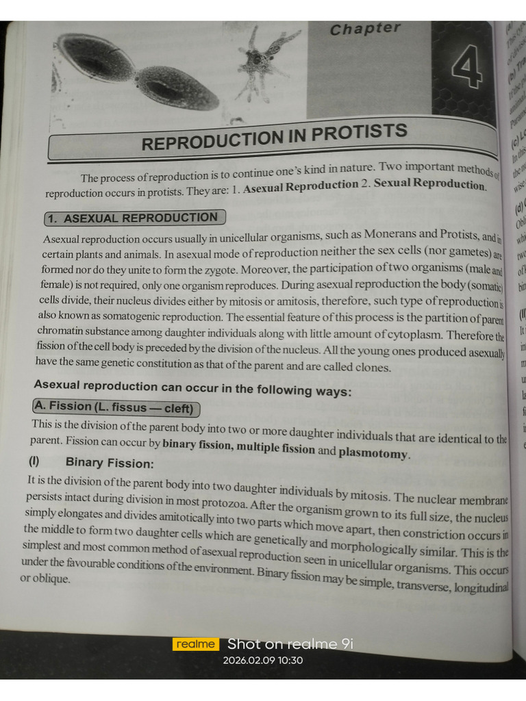 Reproduction in Protists | PDF
