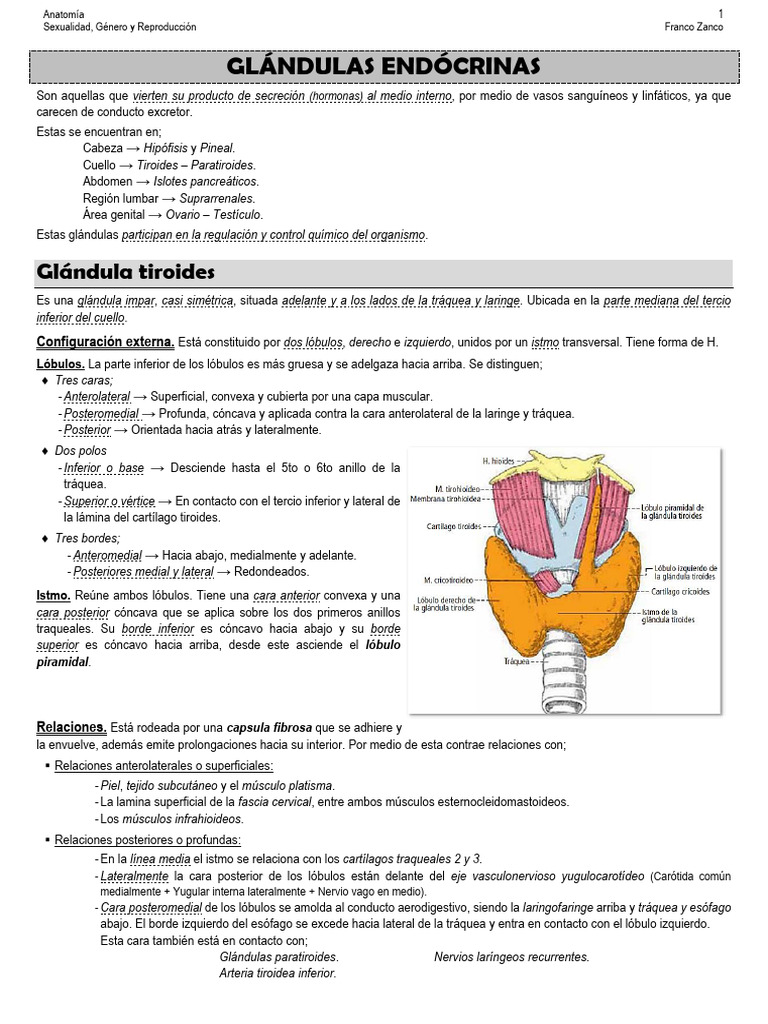 (1) Anatomía - Glándulas Endócrinas (1) | PDF | Glándula pituitaria ...