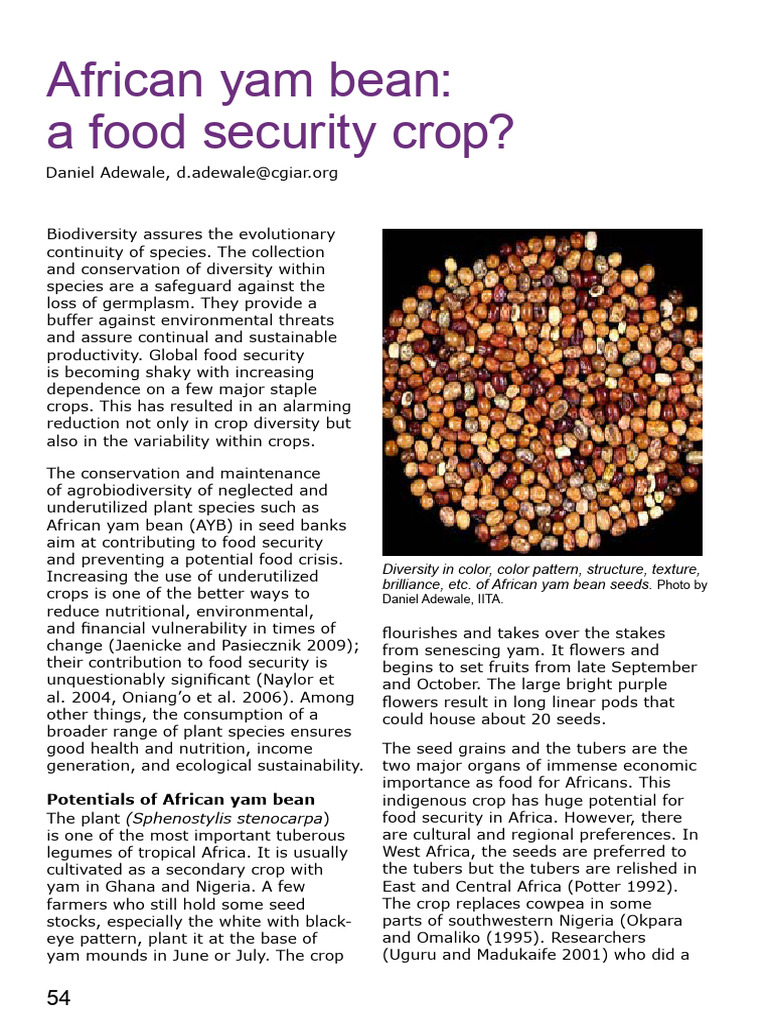 African Yam Bean A Food Security Crop | PDF | Agricultural Science ...