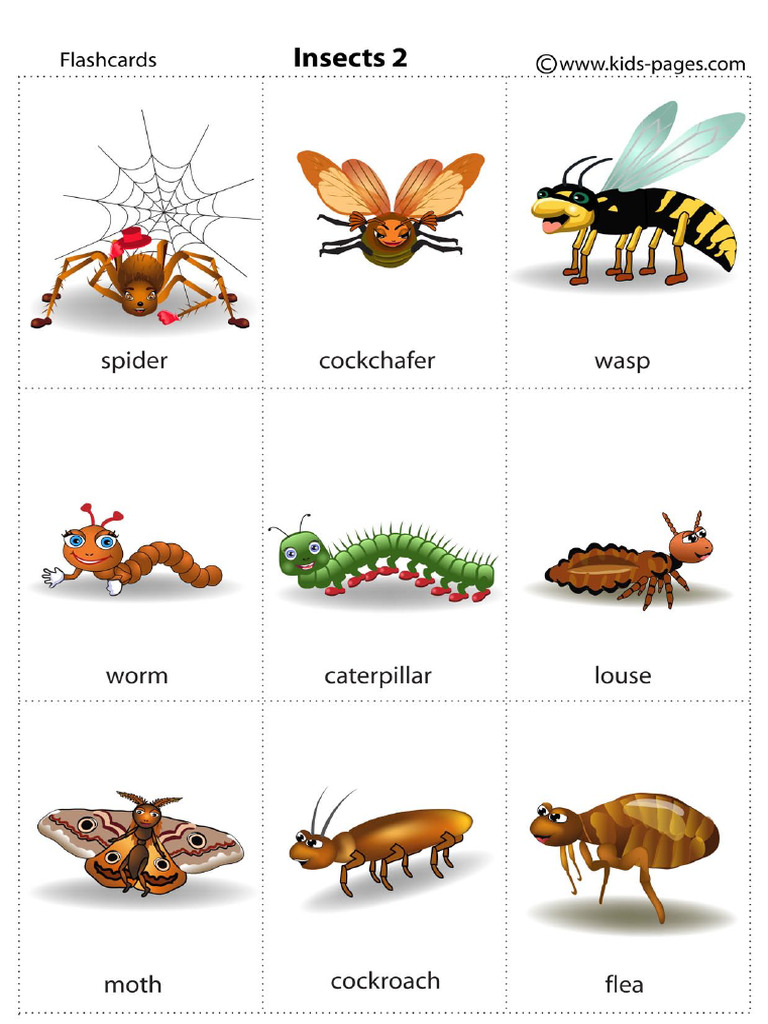 Insects 2 | PDF