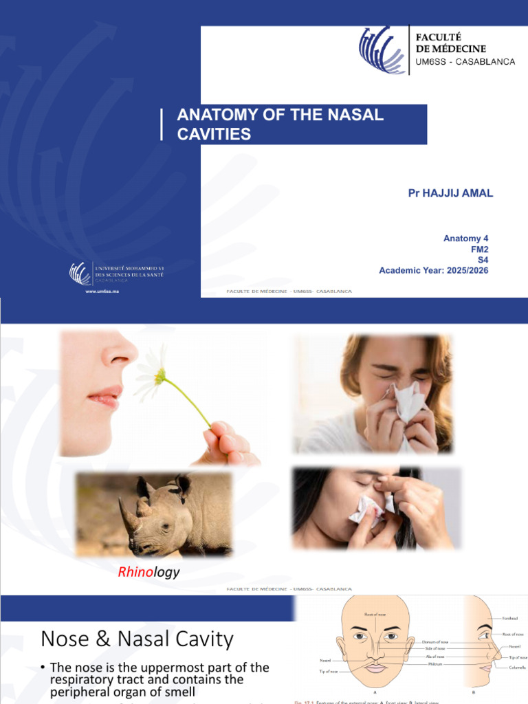 Anatomy of The Nasal Cavities | PDF | Human Nose | Human Anatomy