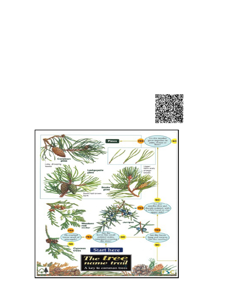 The Tree Name Trail A Key To Common Trees Jonathan Oldham Carol Roberts ...