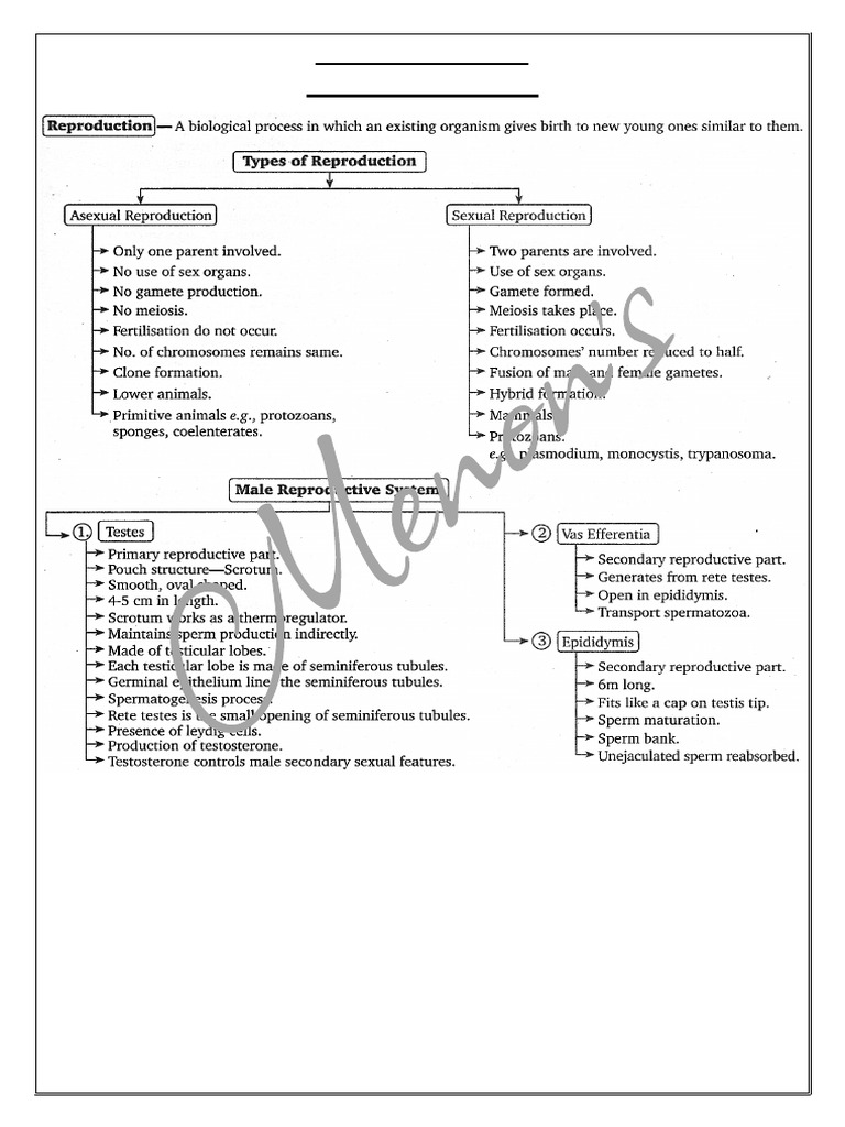 Reproductive System Chart | PDF