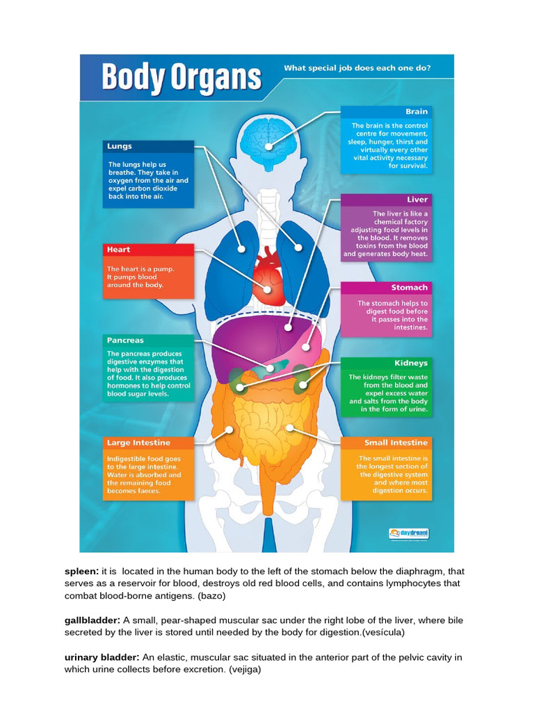 Organs of The Body | PDF