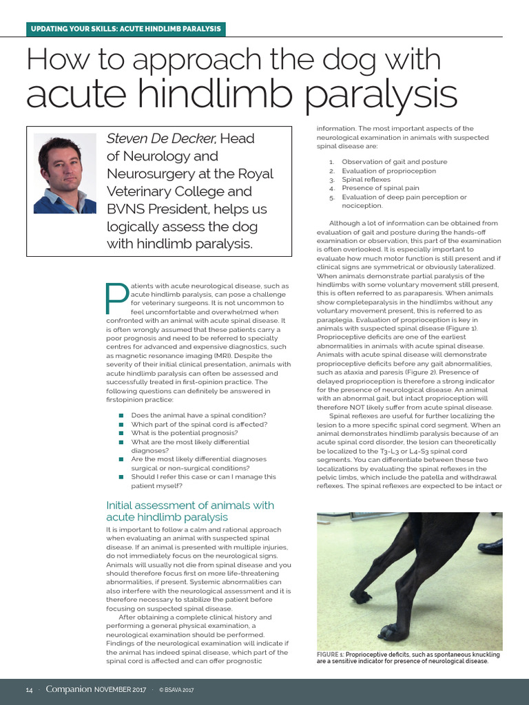 Approach The Dog With Acute Hindlimb Paralysis | PDF | Pain | Neurology