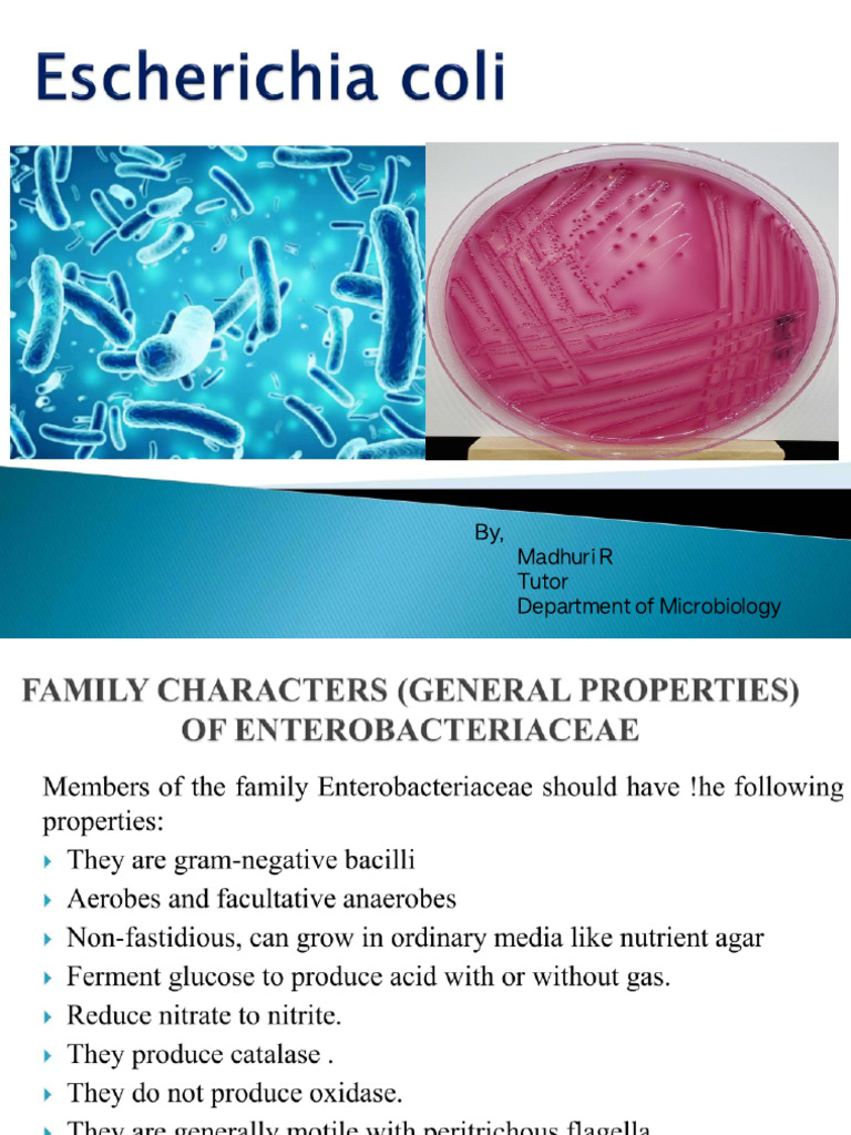 E Coli | PDF