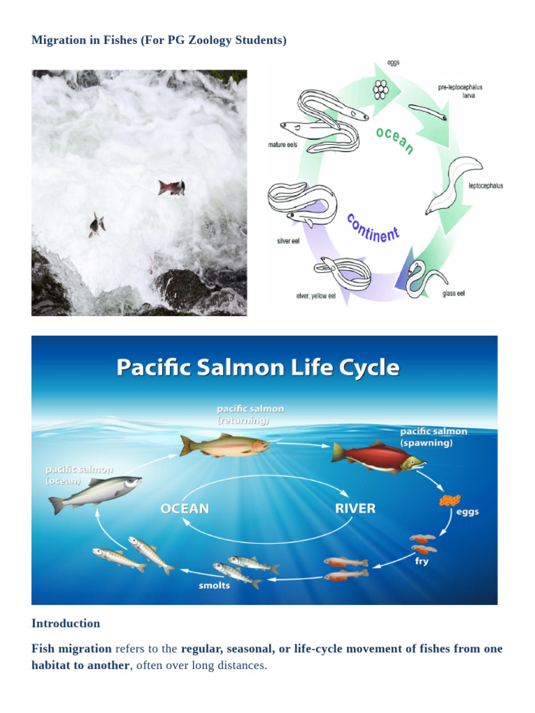 Migration in Fishes | PDF | Fish | Salmon