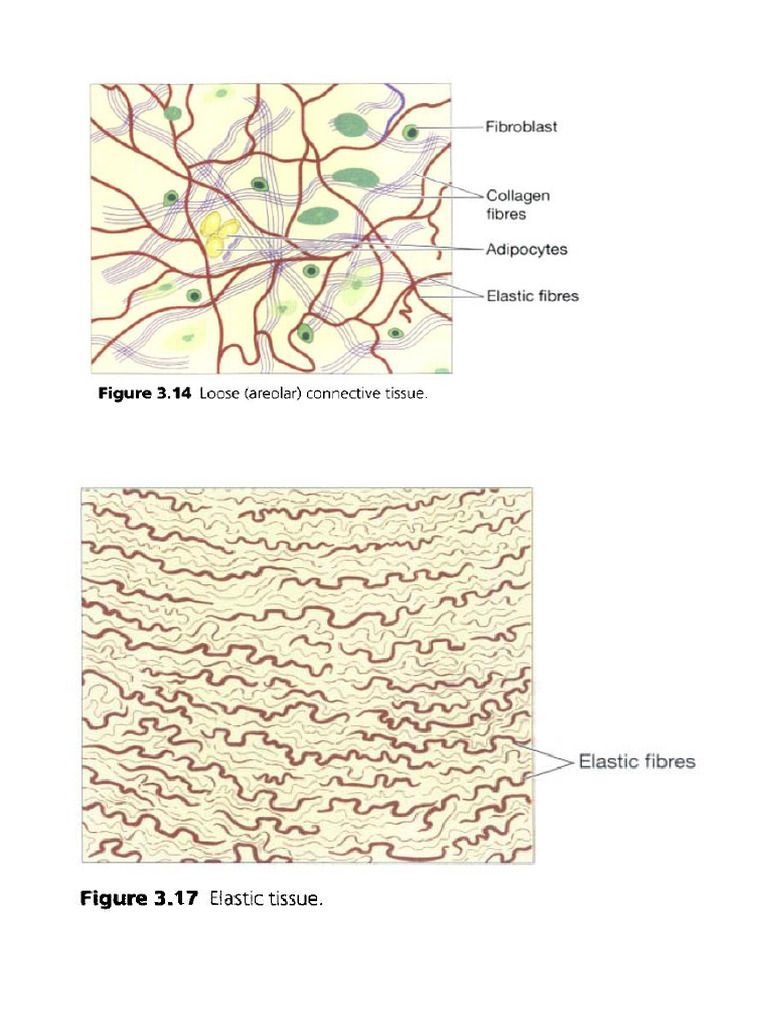 Tissues | PDF