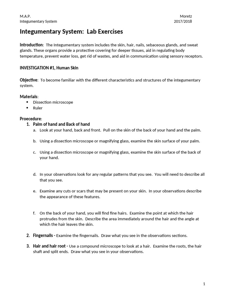 Integumentary System Lab | PDF | Skin | Integumentary System