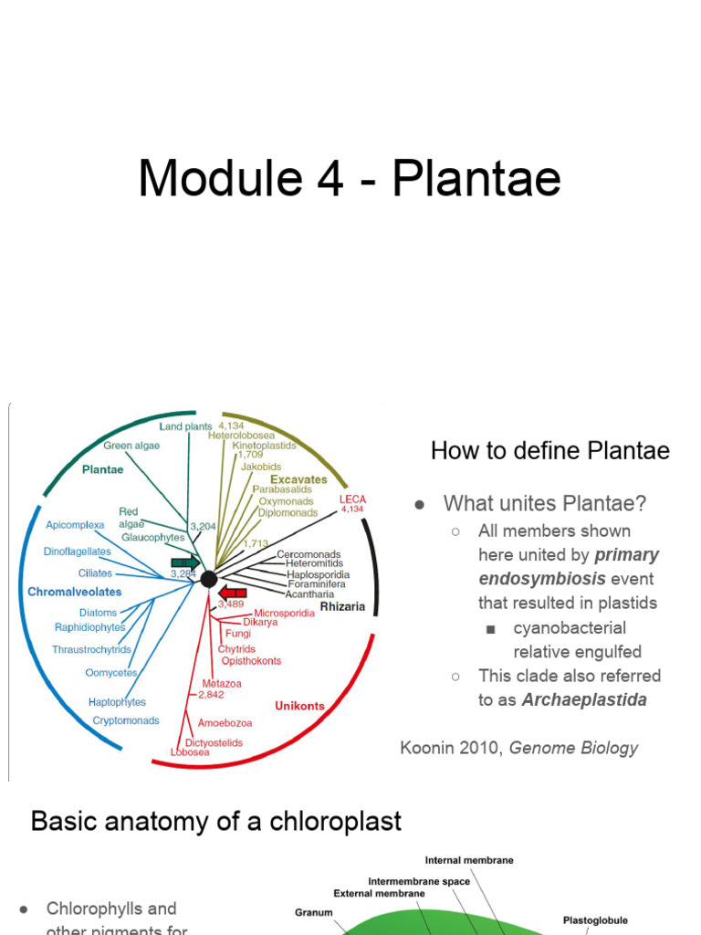 Plantae | PDF