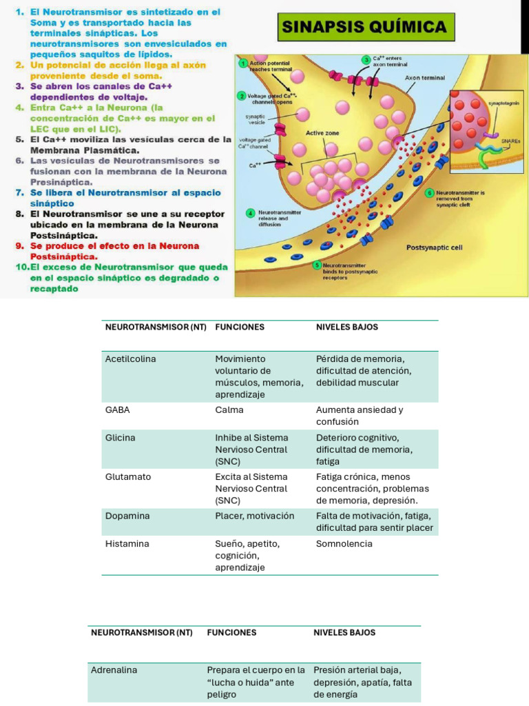 Neuro Transm I Sores | PDF