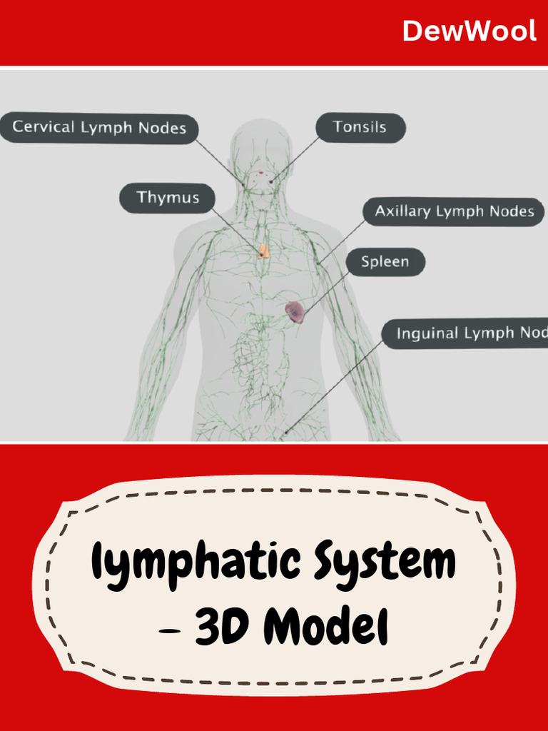 Lymphatic System - 3D Model | PDF