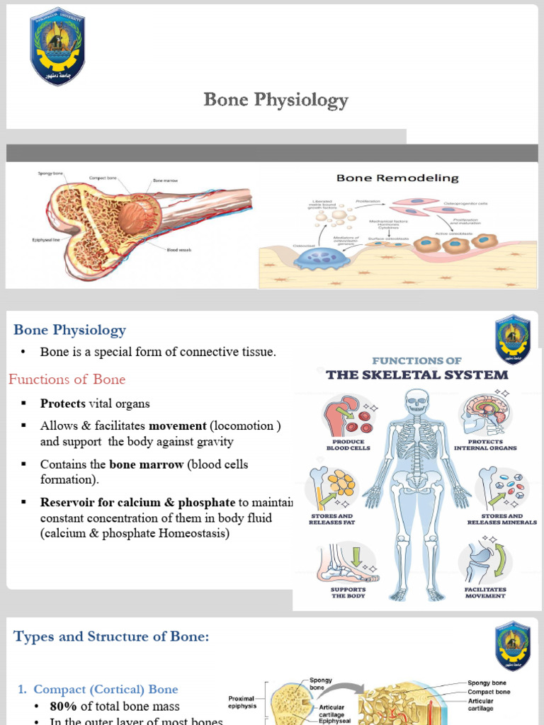 Damnhour U. - Physiology - Bone Physiology - Fall 2025-2026 | PDF ...