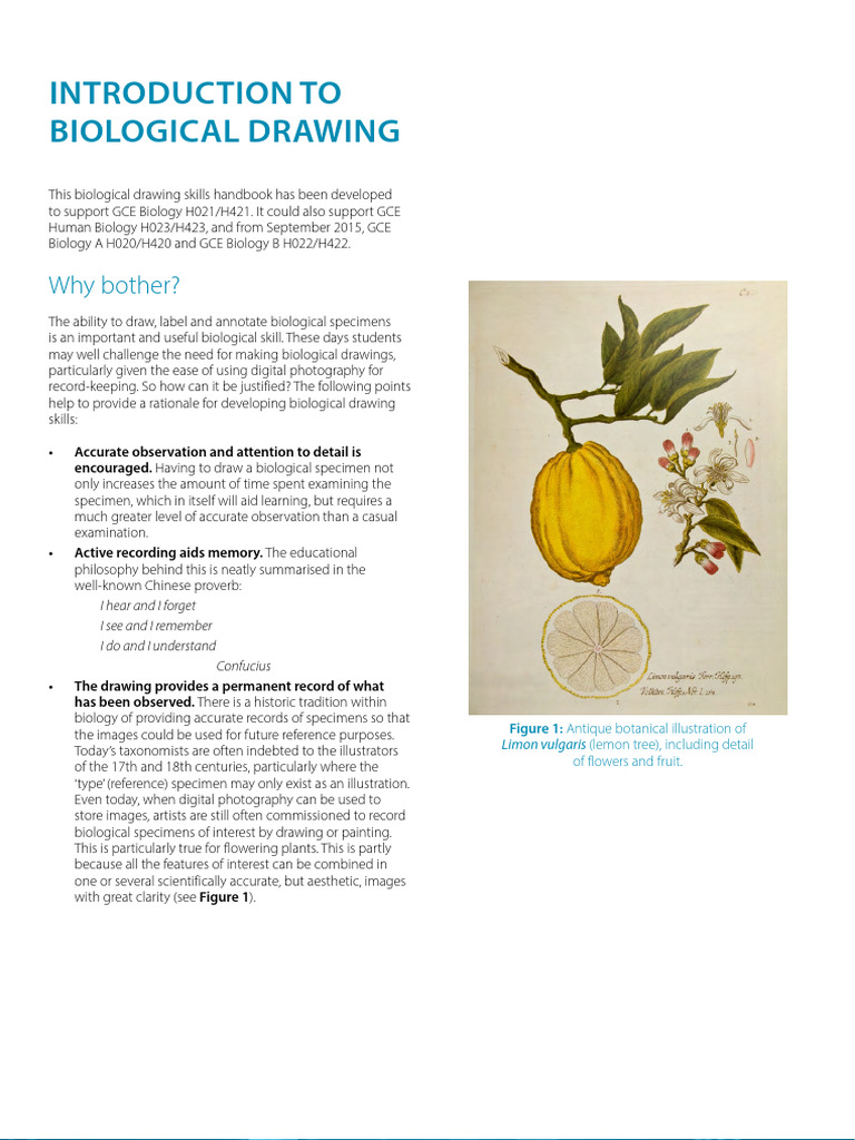 Biological Drawings | PDF