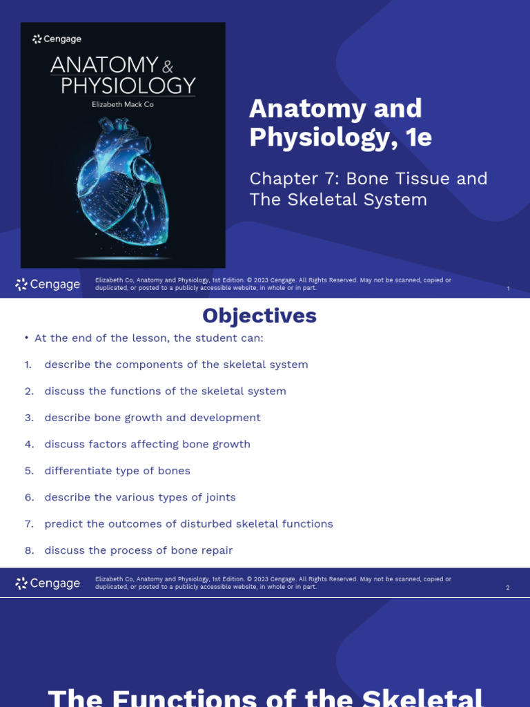 1 - Bone & Skeletal System | PDF | Bone | Osteoblast