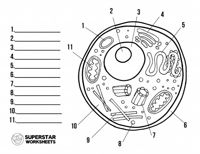 Animal Cell Label | PDF