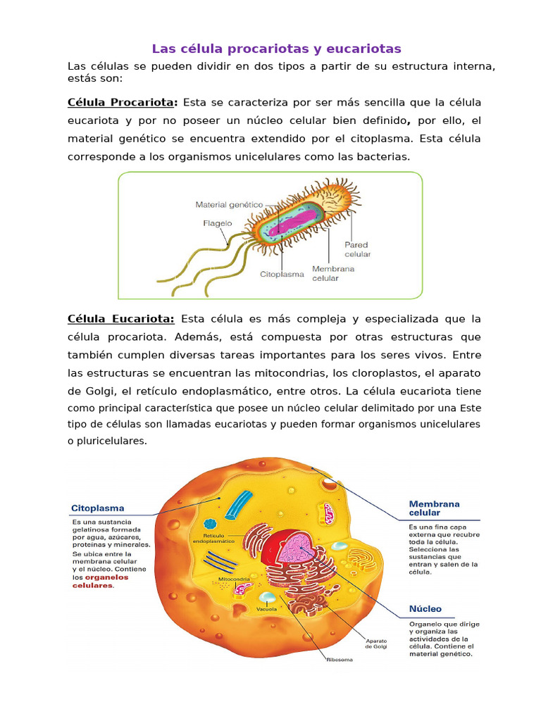 Ficha Las Célula Procariotas y Eucariotas | PDF