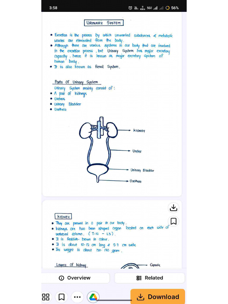 Urinary System | PDF